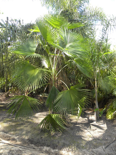 Trachycarpus martianus 2045.jpg